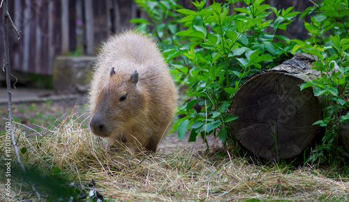 Baby capybara at the zoo