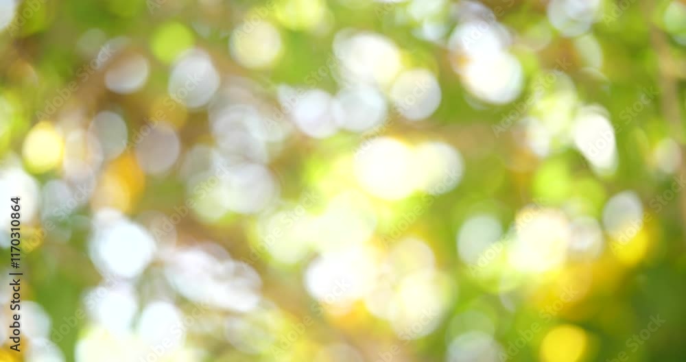 Summer Sunlit Bokeh: Abstract image of nature's soft light filtering through lush green foliage, creating a dreamy, out-of-focus bokeh effect perfect for background images or design elements. Summer Sunlit Bokeh: Abstract image of nature's soft light filtering through lush green foliage, creating a dreamy, out-of-focus bokeh effect perfect for background images or design elements.