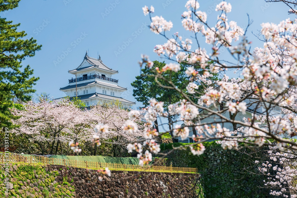 Shimabara castle with white sakura blossom, Nagasaki Shimabara castle with white sakura blossom, Nagasaki
