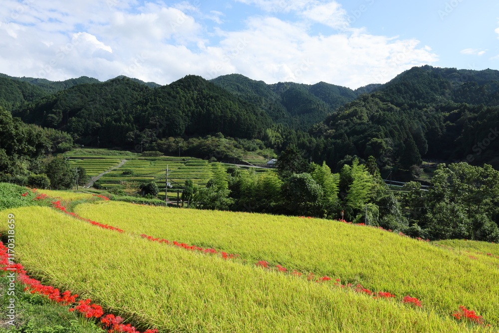Naklejka premium 彼岸花