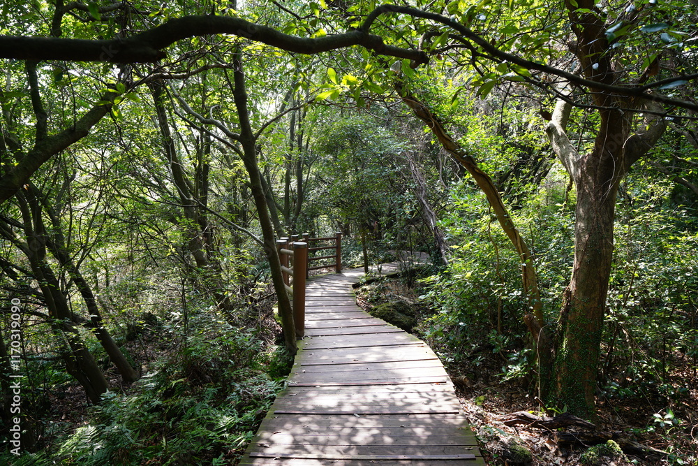 refreshing spring forest and path in the sunlight refreshing spring forest and path in the sunlight