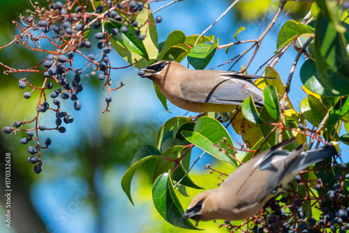 Photos Cedar waxwings eating privet fruit