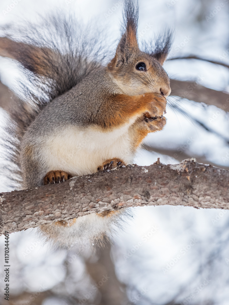 The squirrel with nut sits on tree in the winter or late autumn The squirrel with nut sits on tree in the winter or late autumn