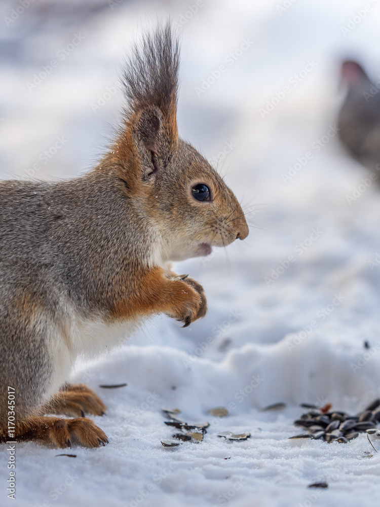 The squirrel in winter sits on white snow.