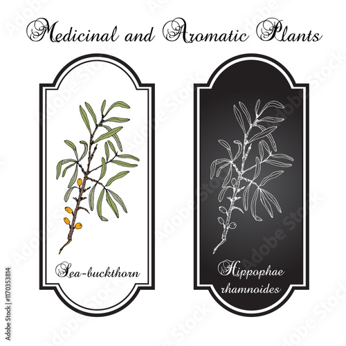 Sea-buckthorn (hippophae rhamnoides), edible and medicinal plant. Hand drawn vector illustration