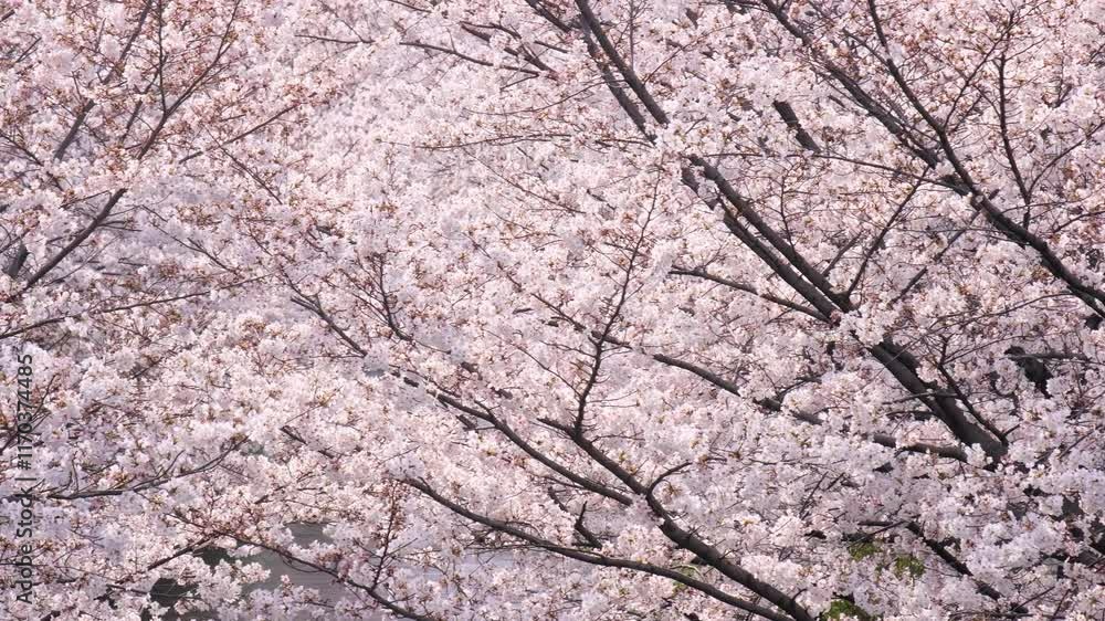 Branches of almond sakura blossoms on a sunny day. Branches of almond sakura blossoms on a sunny day.