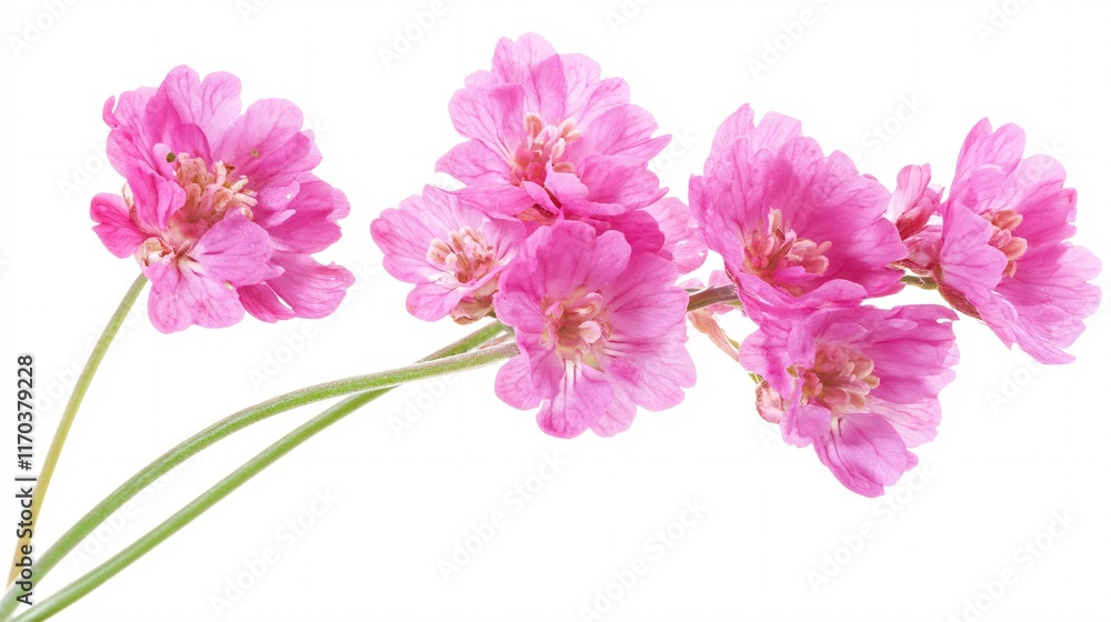 Delicate pink flowers gracefully arranged, showcasing their intricate details against a white background.