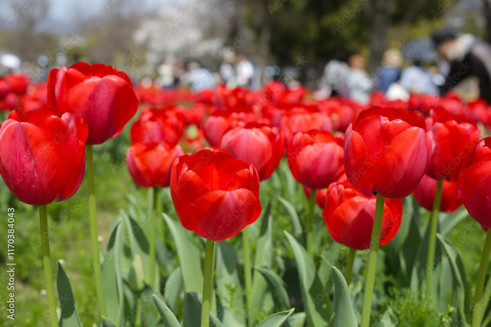 Obraz premium Beautiful tulip flower garden. The Expo 70 Commemorative Park, Osaka, Japan