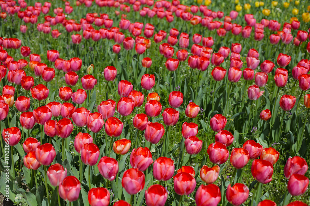 Beautiful tulip flower in the park Beautiful tulip flower in the park