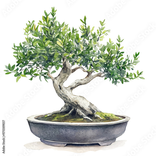 A watercolor vector painting of a Tea Tree Bonsai tree, isolated on a white background. Tea Tree Bonsai tree vector.

