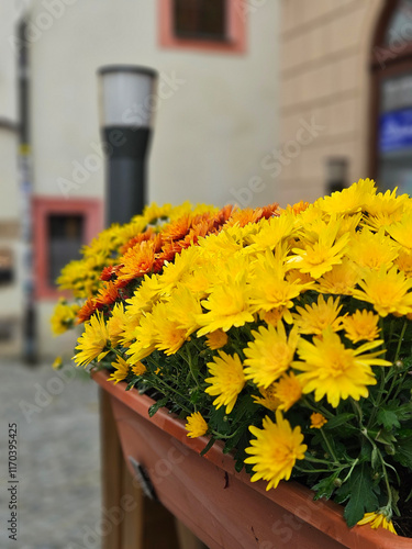 Yellow color Chrysanthemum morifolium on the timber pot decoration on the fence photo