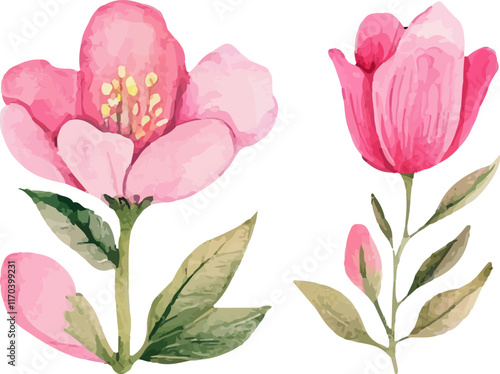 pink and white tulips