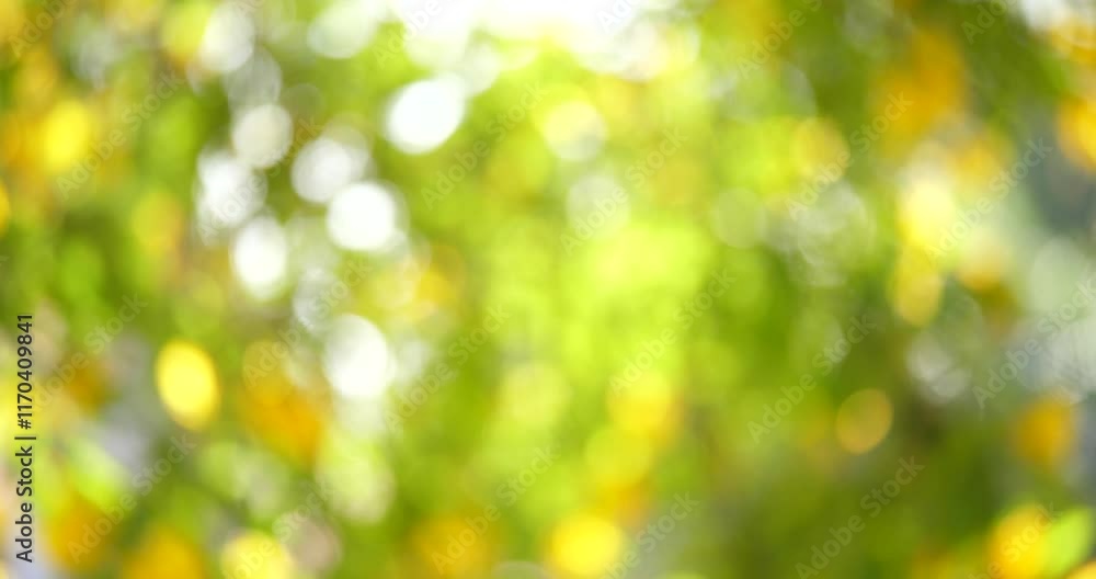 Sun Dappled Abstract: A soft, ethereal background with blurred bokeh circles in warm yellow and green hues, evocative of sunlight filtering through leaves. Perfect for nature-inspired designs. Sun Dappled Abstract: A soft, ethereal background with blurred bokeh circles in warm yellow and green hues, evocative of sunlight filtering through leaves. Perfect for nature-inspired designs.