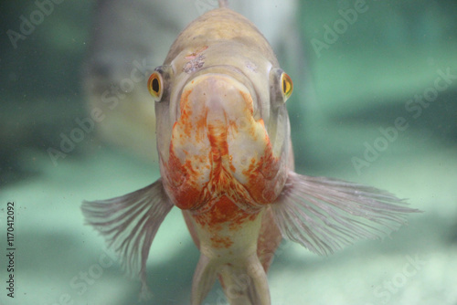 siamese fighting fish in aquarium