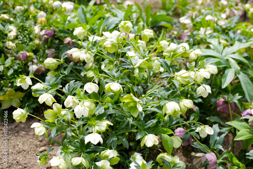 Helleborus orientalis in the park photo