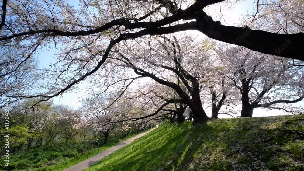 Beautiful row of cherry blossom trees in the countryside of Kyoto. Beautiful row of cherry blossom trees in the countryside of Kyoto.