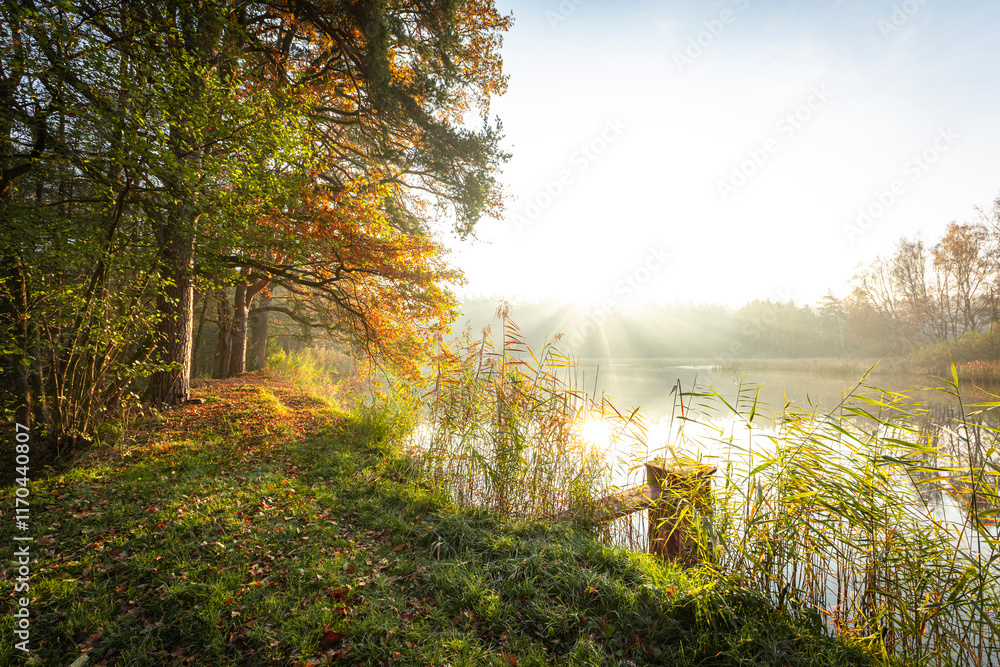 Obraz premium sunrise in the forest