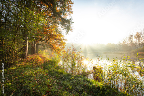 sunrise in the forest