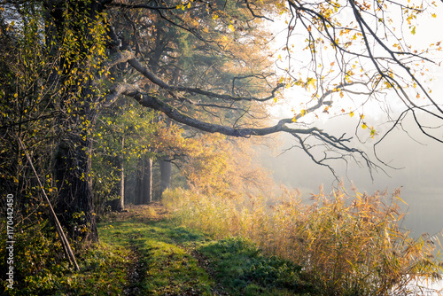 autumn in the forest