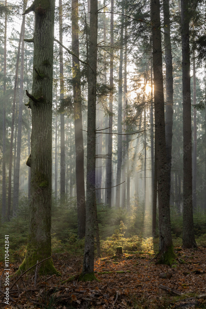 morning in the forest morning in the forest