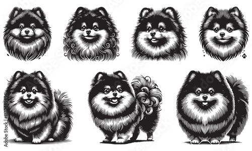 Pomeranian spitz dog animal cute face. Vector funny puppy head portrait. Realistic fur portrait of a Pomeranian dog isolated on a beige background.