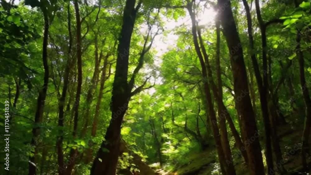 Moving Through a Forest with Sunlight Breaking Through the Trees Moving Through a Forest with Sunlight Breaking Through the Trees