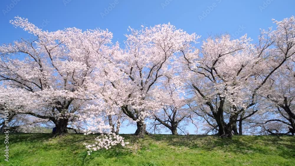 Beautiful row of cherry blossom trees in the countryside of Kyoto. Beautiful row of cherry blossom trees in the countryside of Kyoto.