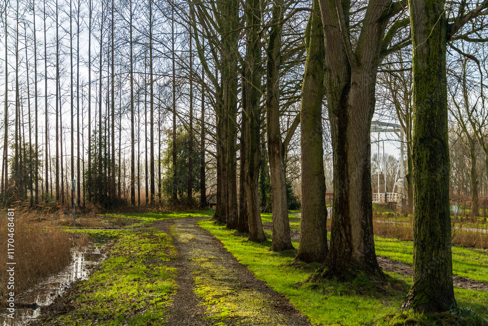 Fototapeta premium A Clear Path Through the Trees