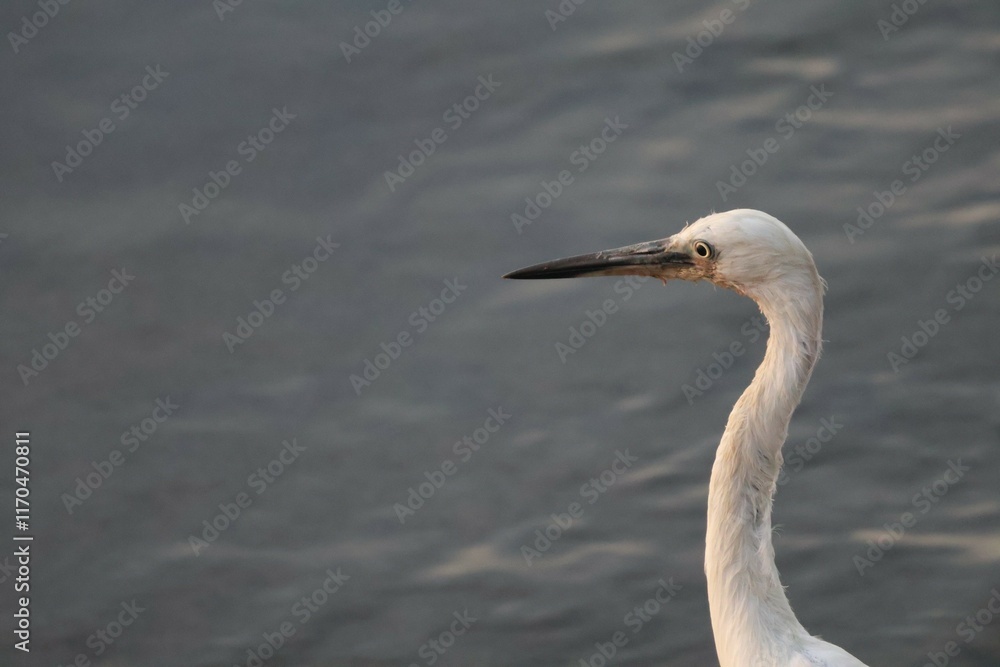 great blue heron ardea cinerea great blue heron ardea cinerea