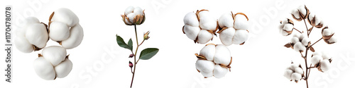Set of a cotton boll, isolated on a transparent background.
