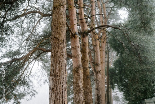 Tall pine trees border a foggy forest pathway. photo