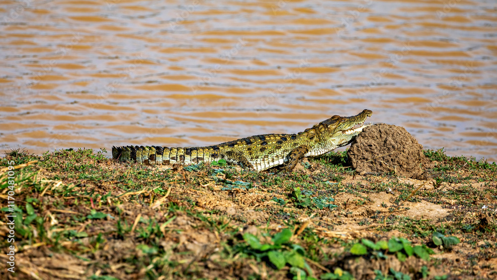 The Sri Lanka Mugger Crocodile The Sri Lanka Mugger Crocodile