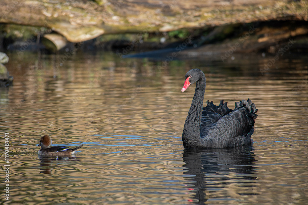 Fototapeta premium black swan on the lake