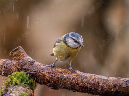 Blue tit in the Rain photo