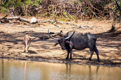 The wild buffalos of the Yala National Park photo