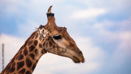 Photography A little Red-billed Oxpecker bird sitting on the head (Ossicones) of a little gi