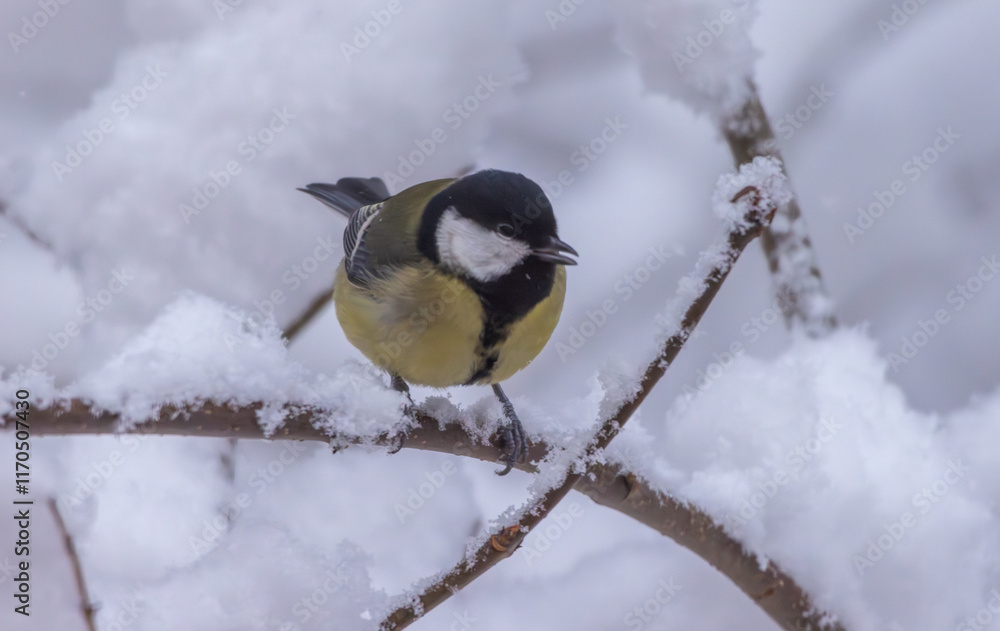 Naklejka premium A vibrant bird perches on a snow-covered branch, showcasing its bright colors against the wintery backdrop, highlighting the beauty of nature in harsh conditions.