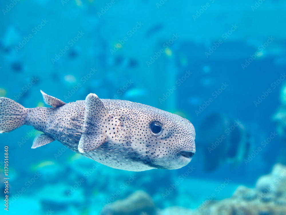 Close up of Puffer fish swimming in the water in blue tone image