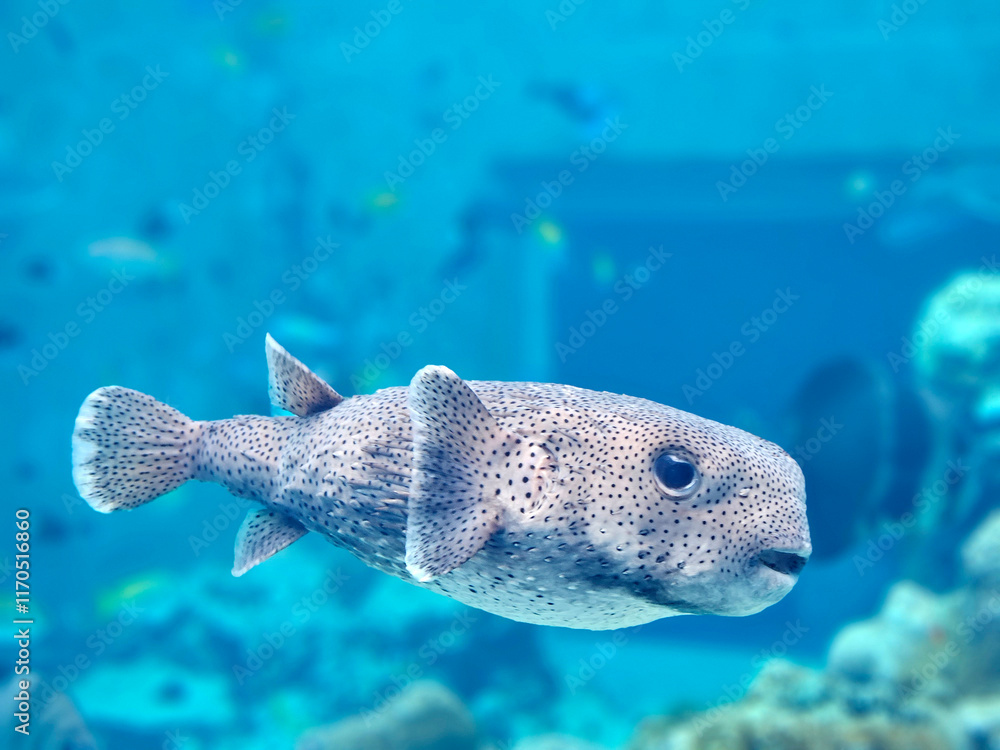 Close up of Puffer fish swimming in the water in blue tone image