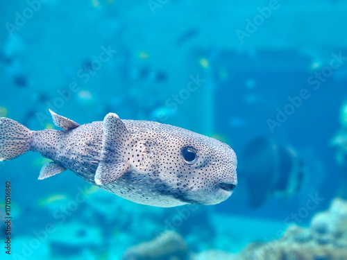 Obraz na płótnie Close up of Puffer fish swimming in the water in blue tone image w salonie