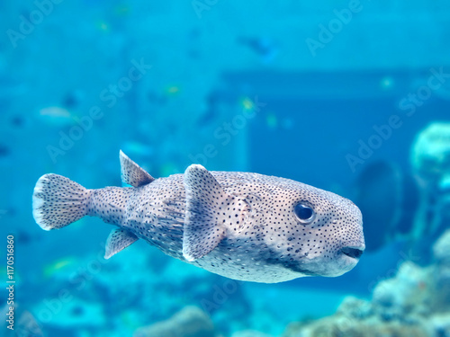 Obraz na płótnie Close up of Puffer fish swimming in the water in blue tone image w salonie