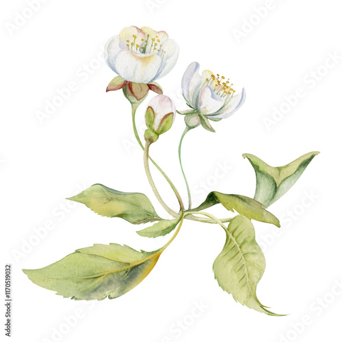 Cherry sakura white flower and bud on stems, hand drawn in watercolor, green leaves, wildflower botanical illustration. Isolated buttonhole composition. Scrapbooking, florist shop, decoupage, wedding