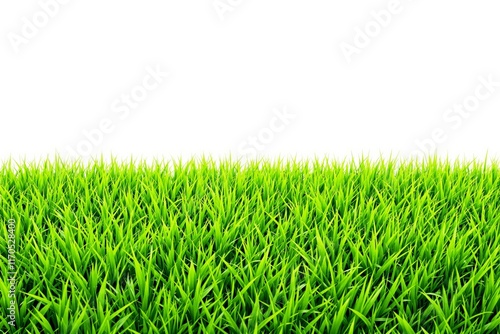 Lush green grass blades evenly spread across the bottom with a clean white background. Ideal for nature-based mockups, templates, or design concepts. Ai generative photo