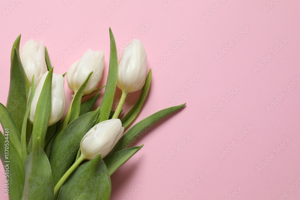 Fototapeta premium Beautiful fresh tulips on colored background