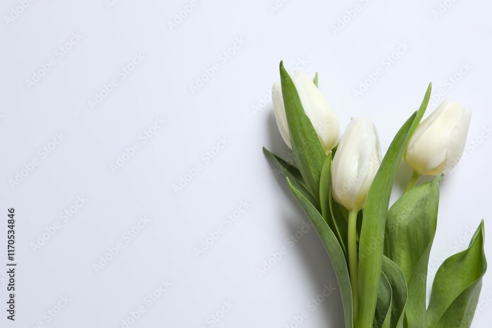 Beautiful fresh tulips on colored background Beautiful fresh tulips on colored background