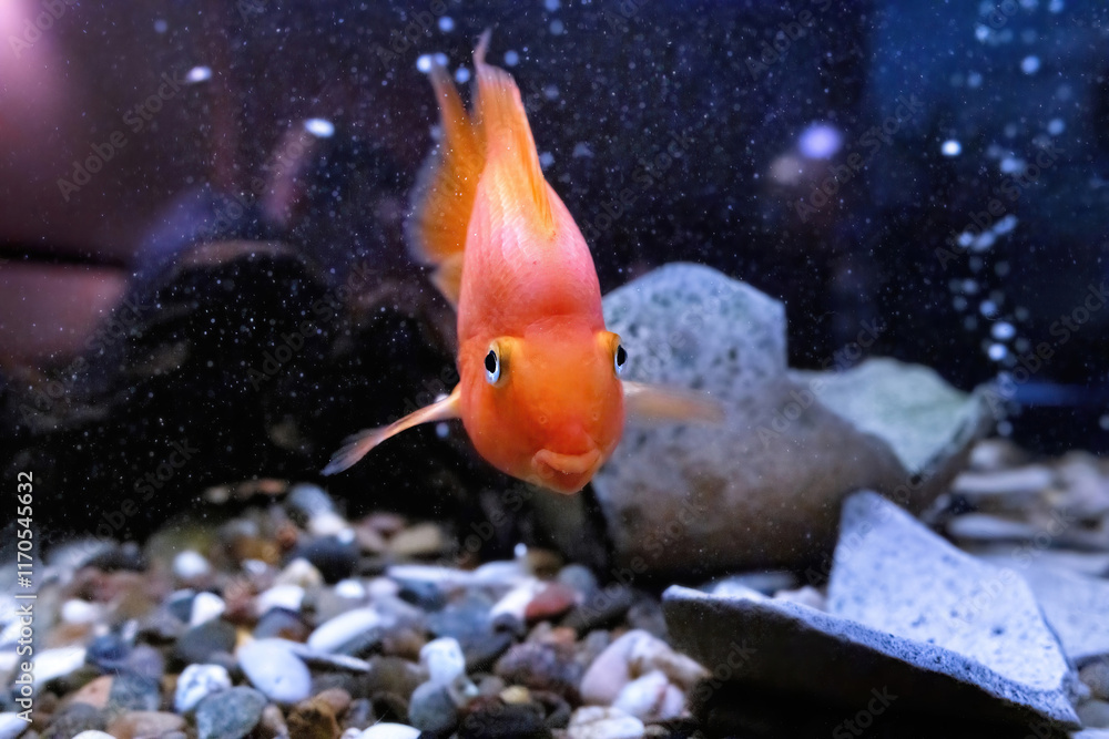 Bright orange fish swimming gracefully among pebbles and rocks in a serene aquarium