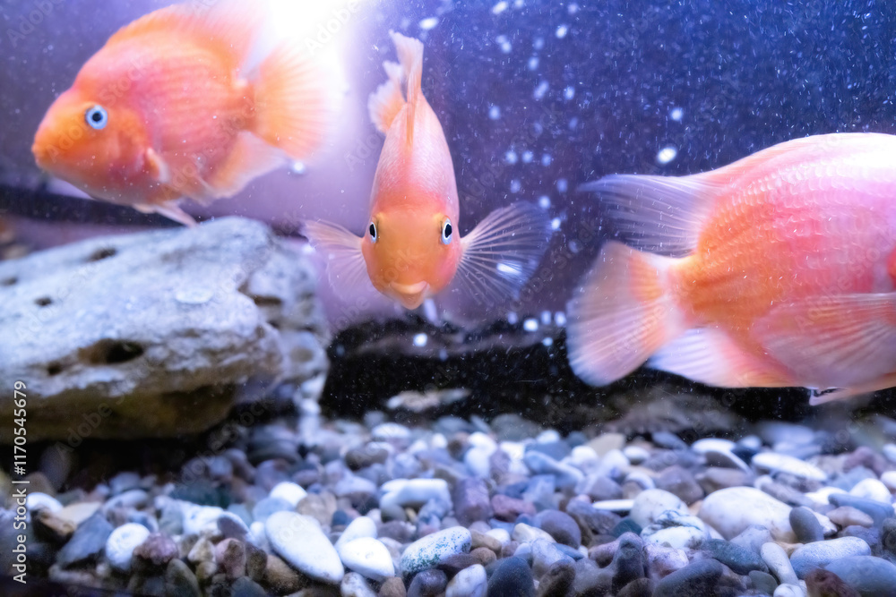 Colorful fish swimming gracefully in an aquarium filled with pebbles and rocks