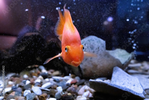 Obraz na płótnie Bright orange fish swimming gracefully among pebbles and rocks in a serene aquarium w salonie