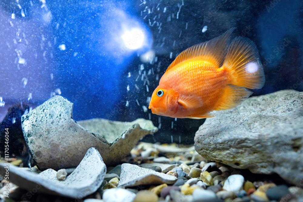 Orange fish swimming among pebbles and rocks in a vibrant aquarium environment