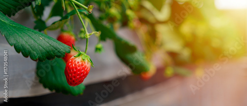 Close up of strawberry growing at a farm with sunlight copy space.